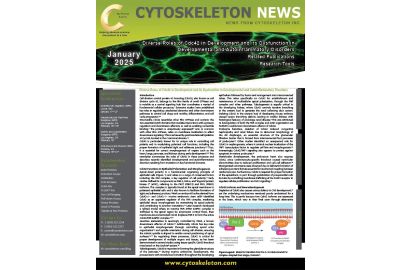 Diverse Roles of Cdc42 in Development and its Dysfunction in Developmental and Autoinflammatory Disorders